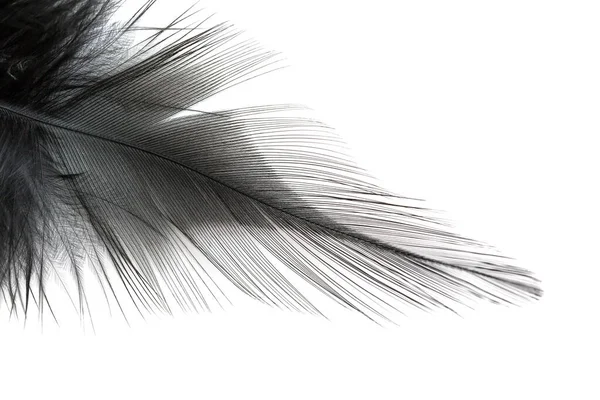 Close Black Feather Isolated White Background — Stock Photo, Image