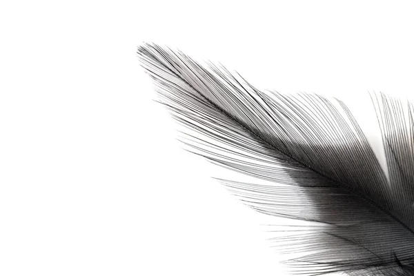 Κοντινό Πλάνο Του Μαύρου Φτερού Που Απομονώνεται Λευκό Φόντο — Φωτογραφία Αρχείου