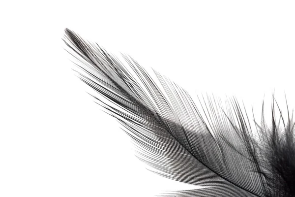 Close Black Feather Isolated White Background — Stock Photo, Image