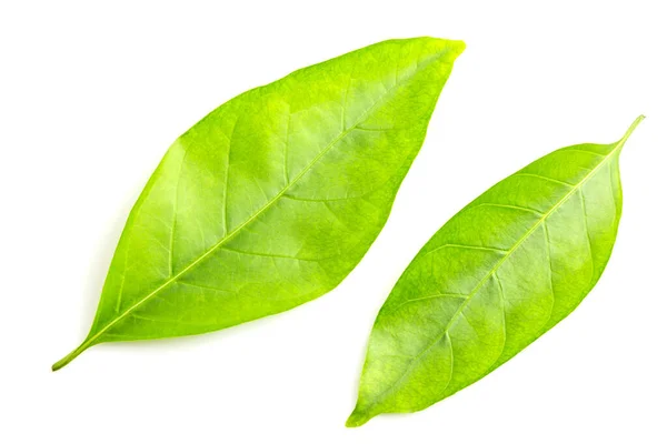 Hoja Verde Aislada Sobre Fondo Blanco — Foto de Stock