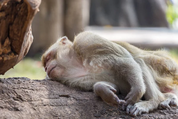 Monkey Neem Een Rust Boom Achtergrond — Stockfoto