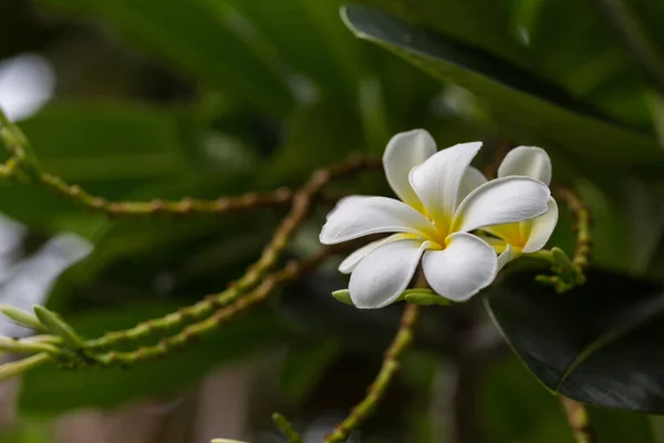 Witte Plumeria Bloem Achtergrond Van Boom — Stockfoto