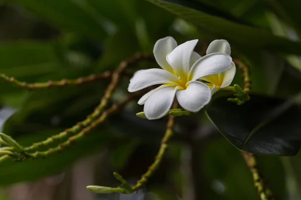 Bílá Plumeria Květina Pozadí Stromu — Stock fotografie