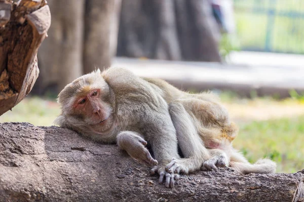 Monkey Neem Een Rust Boom Achtergrond — Stockfoto