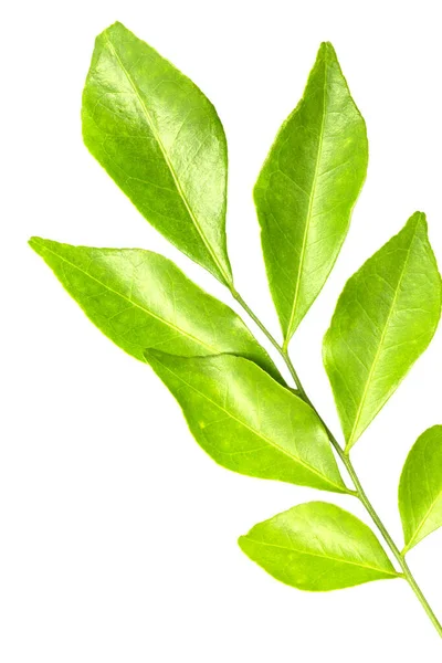 Green Leaves Isolated White Background — Stock Photo, Image