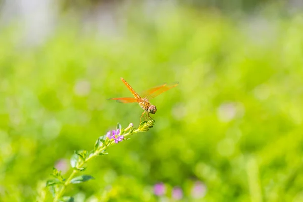 Libelle Een Tak Met Een Groene Bokeh Achtergrond — Stockfoto