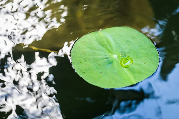 水滴の背景を持つ蓮の葉 — ストック写真