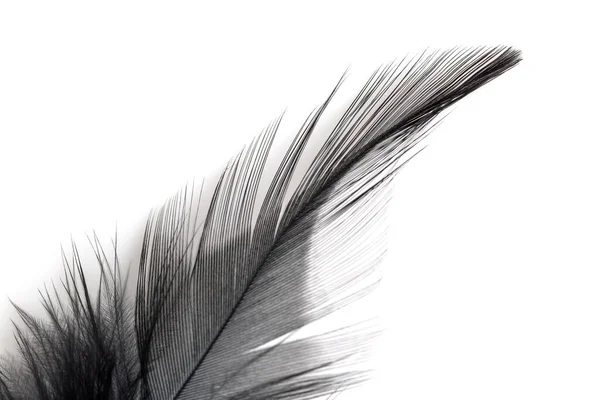 Beyaz Arkaplanda Izole Edilmiş Siyah Tüyü Kapat — Stok fotoğraf