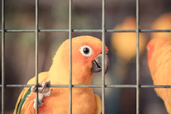 Винтажный Тон Желтого Оранжевого Попугая Клетке Общественном Парке — стоковое фото