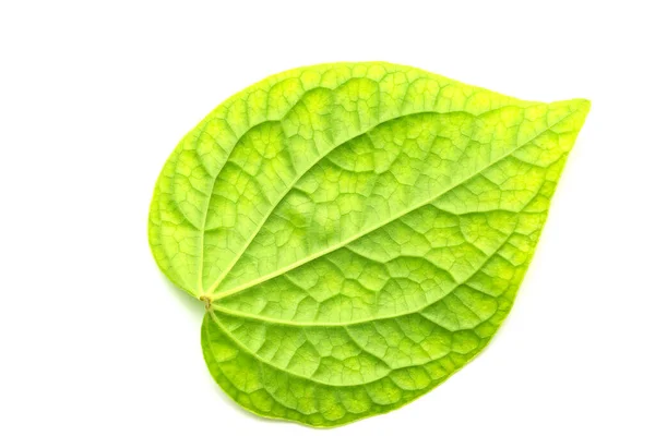 Textura Folha Verde Isolada Sobre Fundo Branco — Fotografia de Stock