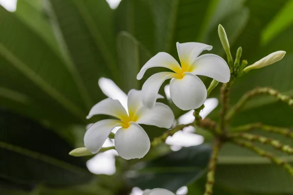 Weiße Plumeria Blume Auf Dem Baumhintergrund — Stockfoto