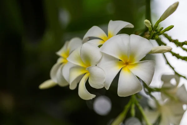 Bílá Plumeria Květina Pozadí Stromu — Stock fotografie