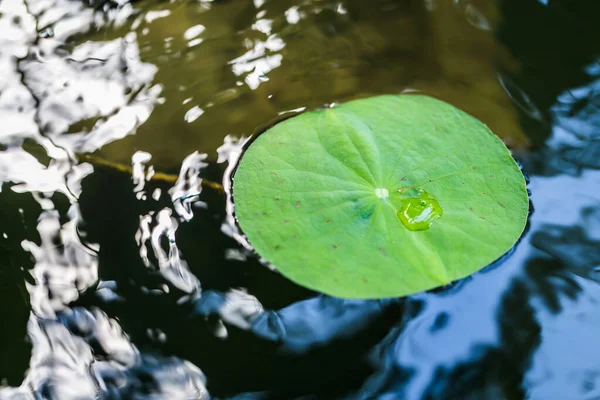 水滴の背景を持つ蓮の葉 — ストック写真