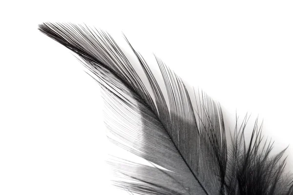 배경에 분리되어 깃털의 — 스톡 사진