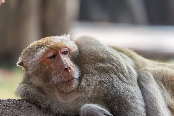 Monkey Neem Een Rust Boom Achtergrond — Stockfoto