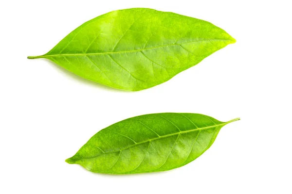 Green Leaf Isolated White Background — Stock Photo, Image