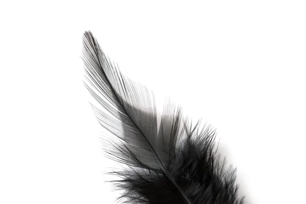 白い背景に隔離された黒い羽の終わり — ストック写真