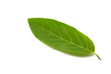 yeşil yaprak dokusu arkaplanı