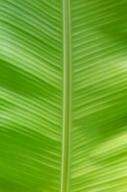 yeşil muz yaprağı arkaplanı