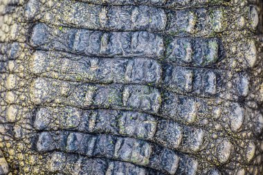 Timsah derisi dokusu arkaplanı