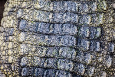 Timsah derisi dokusu arkaplanı