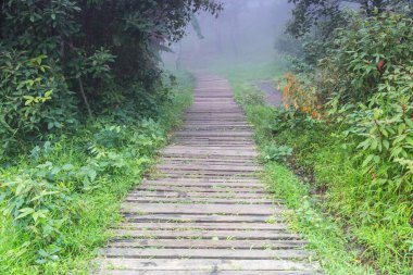 Doğaya giden ahşap köprü