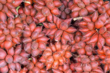 Sala tropikal meyvesi ya da Tayland 'dan Zalacca