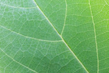yeşil yaprak dokusu arkaplanı
