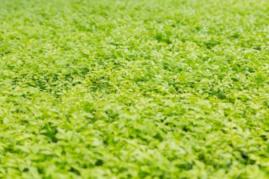 Arkaplan için yeşil yaprak doğal kullanımı