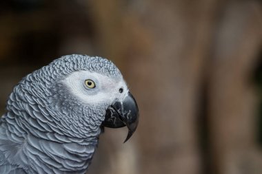 Kahverengi arka planı olan Afrikalı Gri Papağan 'a yaklaş