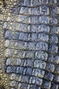 Timsah derisi dokusu arkaplanı