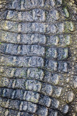 Timsah derisi dokusu arkaplanı