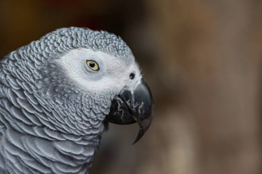 Kahverengi arka planı olan Afrikalı Gri Papağan 'a yaklaş