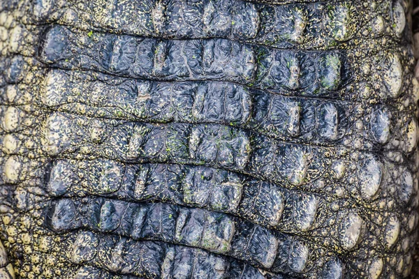 Crocodile skin texture background