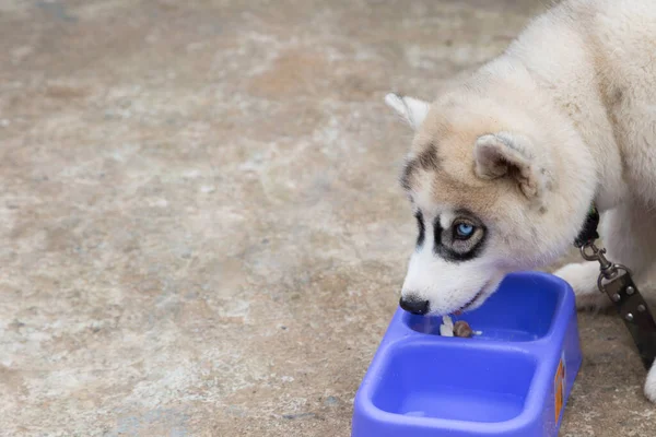 Syberyjski Szczeniak Husky Jedzący Miski Cementowym Tłem — Zdjęcie stockowe