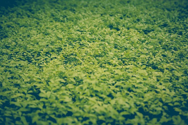 Foglia Verde Uso Naturale Sfondo — Foto Stock