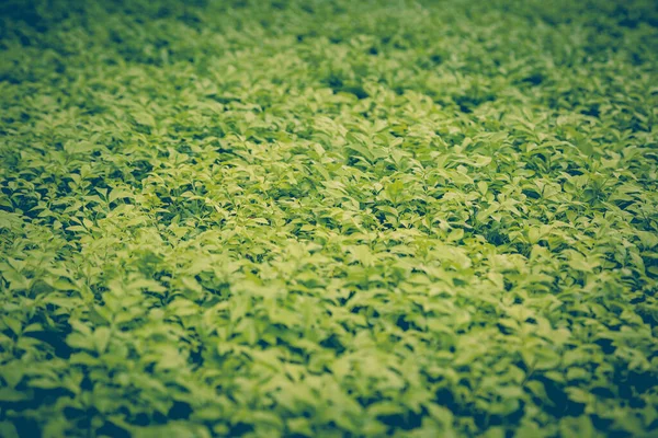 Green Leaf Natural Use Background — Stock Photo, Image