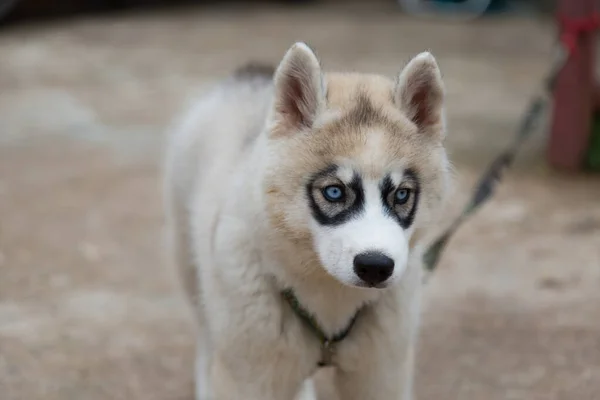 Biały Syberyjski Szczeniak Husky Szuka Pożywienia — Zdjęcie stockowe