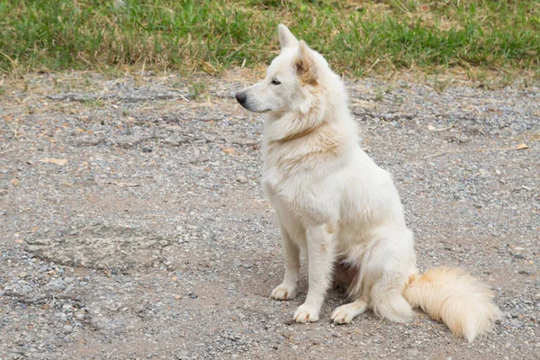 Witte Hond Zit Vloer Achtergrond — Stockfoto