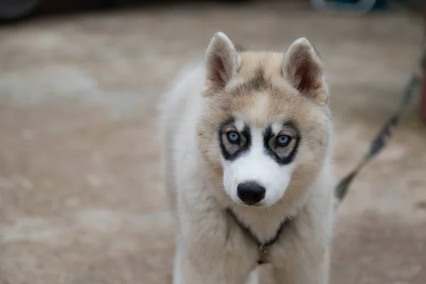 Λευκό Σιβηρίας Husky Κουτάβι Ψάχνει Για Τροφή — Φωτογραφία Αρχείου