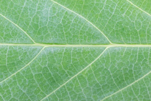 Зеленый Лист Текстуры Фона — стоковое фото