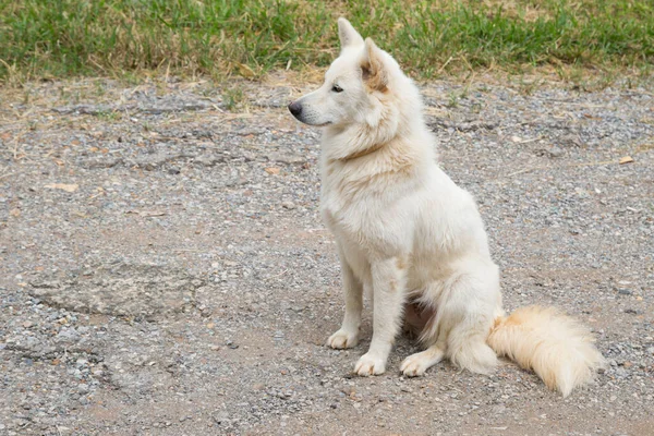 Белая Собака Сидит Фоне Пола — стоковое фото