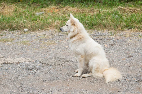 Witte Hond Zit Vloer Achtergrond — Stockfoto