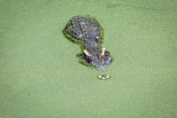 Krokodillenkop Drijvend Waterachtergrond — Stockfoto