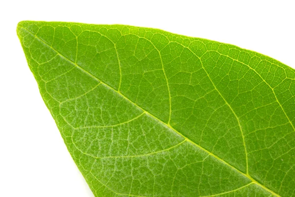 Foglia Verde Texture Sfondo — Foto Stock