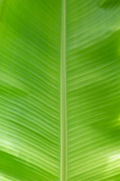 Zelené Banánové Listy Pozadí — Stock fotografie