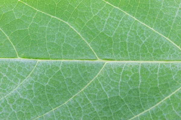 Hoja Verde Textura Fondo — Foto de Stock