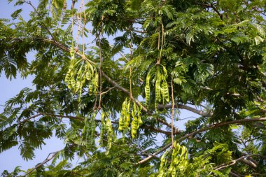 Ağacın dallarından sarkan yeşil kokulu fasulye (petai veya Parkia speciosa) kümeleri. Uzun, ince kapsüller yapraklar ve dallarla çevrili.