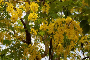 Altın Duş ağacından (Cassia fistülü) gelen parlak sarı çiçekler. Uzun, sarkık çiçek yarışları, Tayland 'da bulunan bu güzel tropikal ağacın tipik yeşil yapraklarıyla karışıyor..