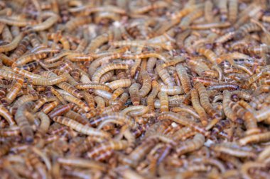 Sıkıca paketlenmiş bir yığın canlı, kıvranan kahverengi ve sarı kurtçuklar, yakın plan çekimde görülür..